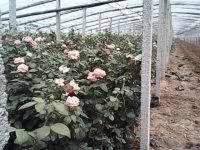 山东月季供应商与价格指南 丰花月季、大花月季及菊花种植概览