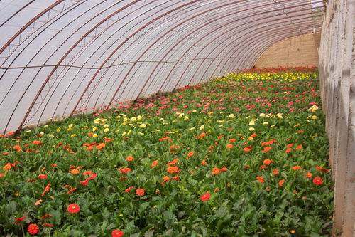 设施农业用地与菊花种植 政策、模式与实践