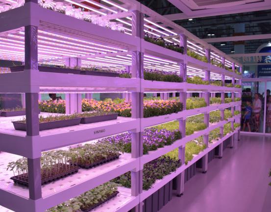 中科三安植物梦工厂 都市田园梦的缔造者，解锁菊花种植新纪元
