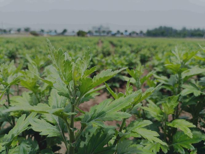 芒种时节菊花香 商丘睢阳区宋集镇菊花种植基地见闻