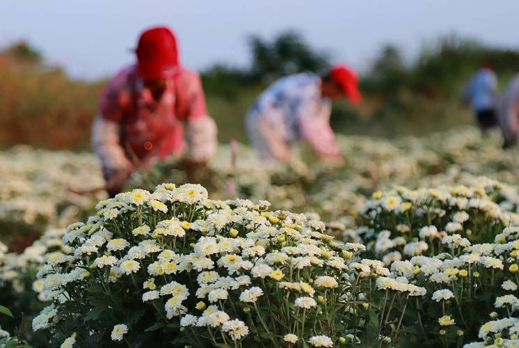 菊香满园富农家——肥东县古城锦繁中药材种植专业合作社菊花产业纪实
