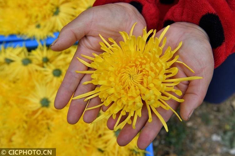 小菊花大产业 种植高价值菊花，赋能乡村振兴