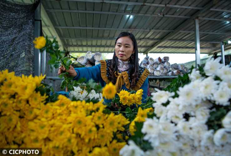 种植菊花助农增收 小花朵撬动大产业的致富经