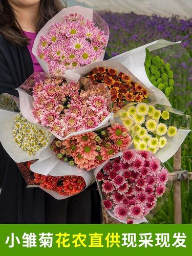云南菊花产业全景 从种植基地到品牌崛起