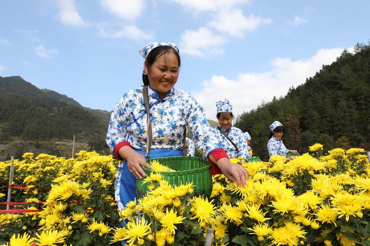 满地尽披“黄金甲” 丰盈坦村菊花种植带动村民增收致富