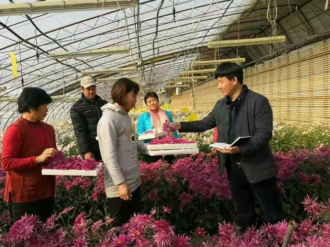 特色种植“菊花”富民 小花朵铺就乡村振兴金色路