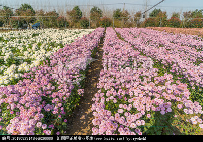 菊花种植园 从选地到管理的全程指南