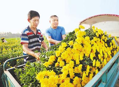 金菊绽放振兴路 菊花种植为乡村产业“上新”强筋壮骨