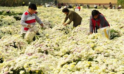 订单菊花助农增收 小菊花撬动乡村振兴大产业