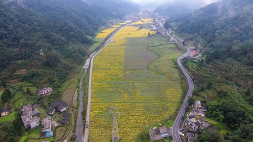 金丝皇菊茶种植基地 高山云雾间的高档菊花种植之道