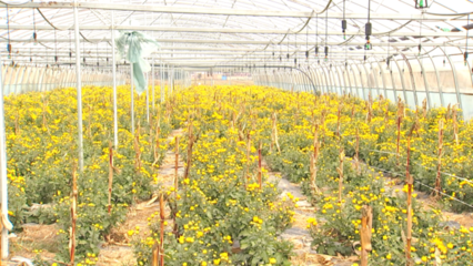 金蕊铺就致富路 菊花种植如何撬动乡村产业振兴