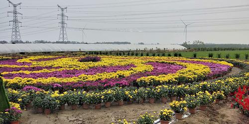金菊绽放富农家——安徽濉溪县四铺首届菊花文化节开园侧记