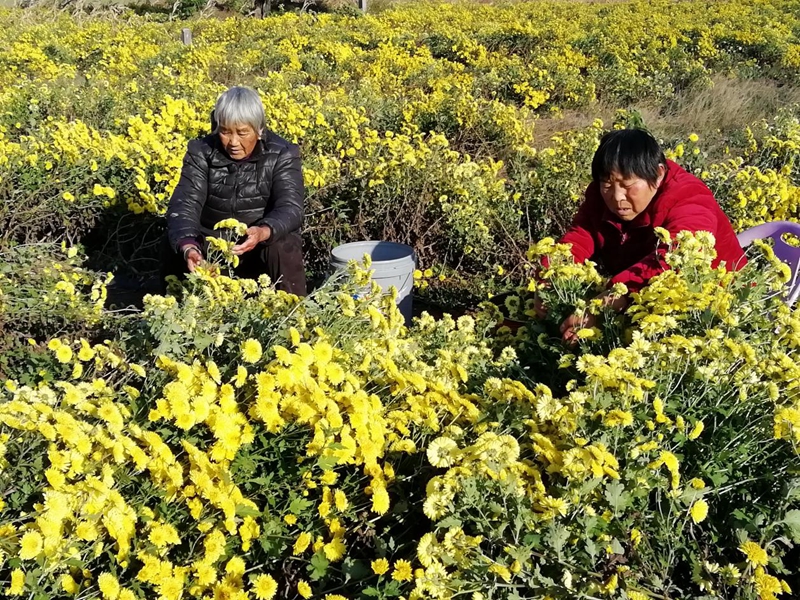 谯城区双沟镇 “花”开的时候幸福来敲门