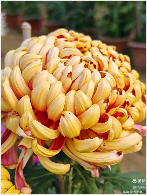 菊花地里赛风采 产业振兴富农家——北京周庄菊花村举办种植菊花比赛评奖活动侧记