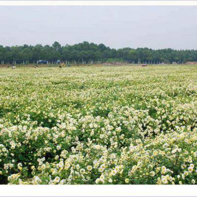 中药材白术与菊花种植 种子秧苗批发、产品回收及免费技术指导