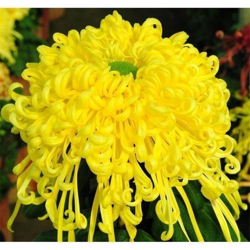 金秋菊韵 九月菊、金丝菊、牡丹菊的阳台庭院种植全攻略