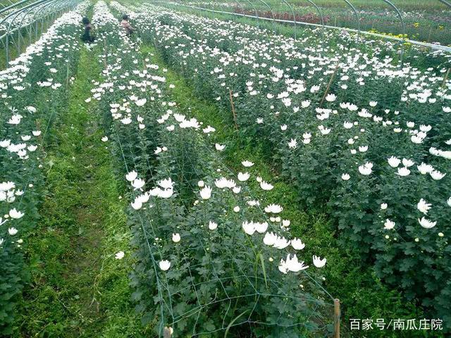 菊花种植全指南 从选苗到绽放的实用步骤
